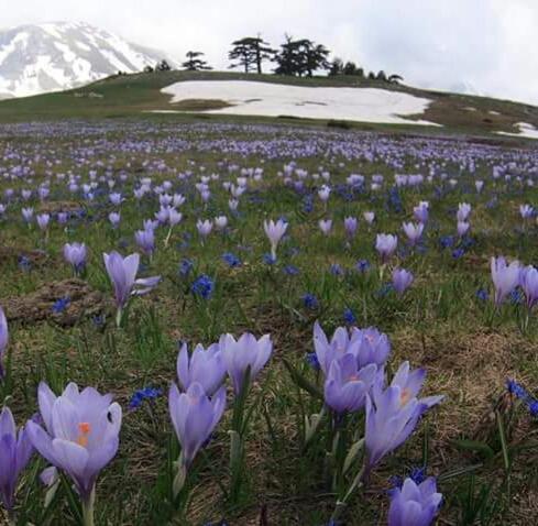 La Stella Del Pollino Hotel San Lorenzo Bellizzi Luaran gambar